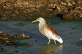 Free Egret Moving Stock Images - 6848654