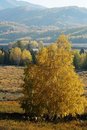 Free Wood House With Trees Royalty Free Stock Images - 6849789