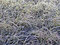 Free Frost Grass Royalty Free Stock Images - 6844099