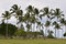 Free Palm Trees Stock Image - 6847821