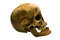 Free Human Skull Stock Photo - 6849770