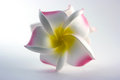 Free Artificial Flower Royalty Free Stock Images - 6850659
