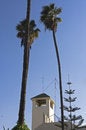 Free Tall Palm Trees On Blue Sky Backgrounds Royalty Free Stock Photos - 6856498