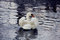 Free Ruffled Swan Stock Photos - 6851423