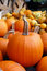 Free Pumpkins In Harvest Stock Photos - 6857123