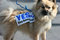 Free Cute Dog And 2008 Election Royalty Free Stock Photography - 6859767