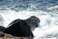 Free Rocks II Royalty Free Stock Photo - 6860505