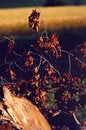 Free Autumn Colours Royalty Free Stock Photography - 6860597