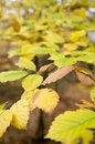 Free Leafs Royalty Free Stock Photo - 6861315
