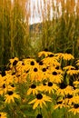 Free Brown Eyed Susans By Sea Oats Royalty Free Stock Images - 6863469