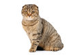 Free British Cat Royalty Free Stock Photos - 6863668