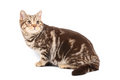 Free British Tabby Cat Stock Images - 6864004