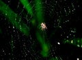 Free Spider In The Web Stock Image - 6864551