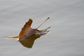 Free Colors Of Autumn Royalty Free Stock Photos - 6866638
