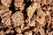 Free Sand Rose Royalty Free Stock Image - 6863096