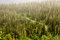 Free Road Through The Firs Stock Images - 6863484