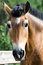 Free Portrait Of A Horse Stock Photo - 6866330
