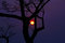 Free Silhouetted Tree Sunset Indian Himalayas Stock Photos - 6869503