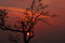 Free Silhouetted Tree & Himalayan Sunset India Stock Photos - 6869513
