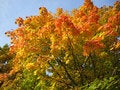 Free Wonderful Colors Of The Autumn Royalty Free Stock Photo - 6875635