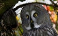 Free Great Grey Owl Stock Image - 6877561