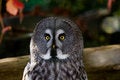 Free Great Grey Owl Stock Photos - 6877803