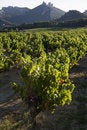 Free Vineyard Royalty Free Stock Photography - 6879097
