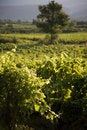 Free Vineyard Stock Photos - 6879313