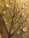 Free Freeze Dew Drops Royalty Free Stock Photo - 6879355