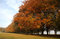 Free Autumn Landscape Royalty Free Stock Photo - 6870745