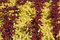 Free Red And Yellow Background Royalty Free Stock Photo - 6872515