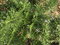 Free Rosemary Royalty Free Stock Photo - 6875275