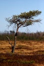 Free Safari Tree In Meadow Stock Photo - 6882540