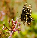 Free Butterfly Sucking Nectar Stock Photos - 6887363