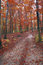 Free Wood Royalty Free Stock Photo - 6887775