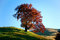 Free Tree On A Hill Royalty Free Stock Photo - 6888885