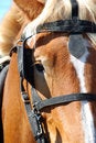 Free One Eyed Stock Image - 6890511
