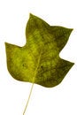 Free Leafs Stock Photo - 6890600