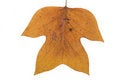 Free Leafs Stock Photos - 6890863