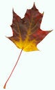 Free High Quality Scanned Leaf Of Maple (Acer) Stock Image - 6892371