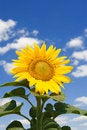 Free Amazing Sunflower Stock Image - 6893971