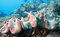 Free Giant Frogfish Royalty Free Stock Photography - 6893217