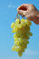 Free Ripe Green Grapes Stock Images - 6895524