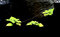 Free Spring Green Leaves Royalty Free Stock Photo - 6899095