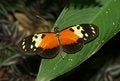 Free Night Butterfly Royalty Free Stock Image - 691416