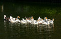 Free Geese In A Pond 1 Stock Photos - 692173
