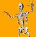 Free Bone 108 Royalty Free Stock Photos - 692678