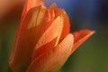 Free Tulip Dew Royalty Free Stock Photos - 692778