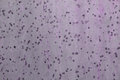 Free Lavender Hues And Spots Royalty Free Stock Photo - 696525