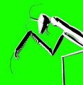 Free Bugs 9 Stock Photography - 696622